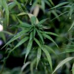 Miguel Mancera apoya la propuesta de reducir edad para ser senador